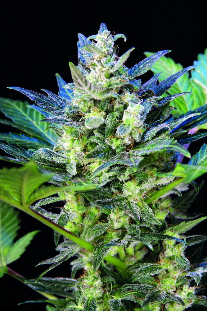 Diesel Ryder Autoflowering Feminized Marijuana Seeds