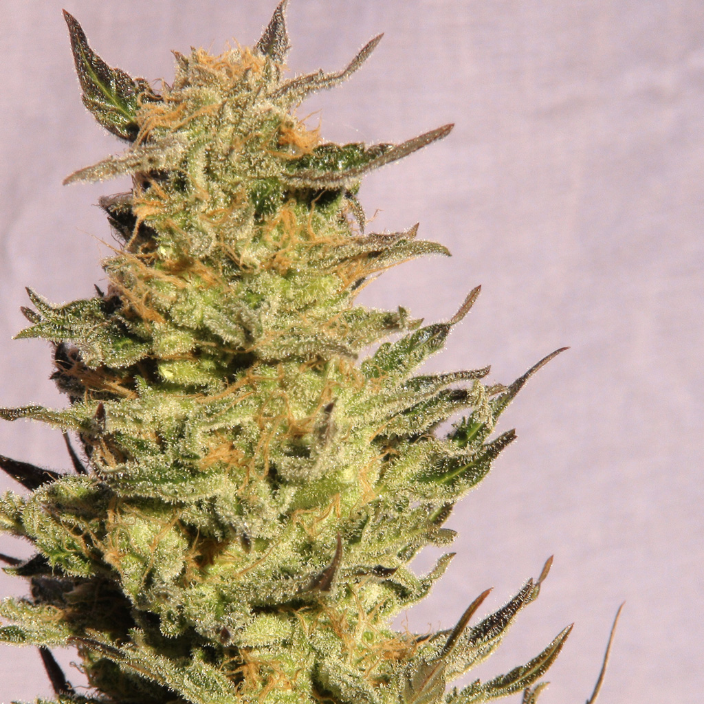 Kreamy Karamel (Karamelo) Feminized Marijuana Seeds