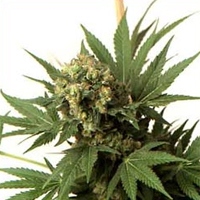 KC 33 Feminized Marijuana Seeds
