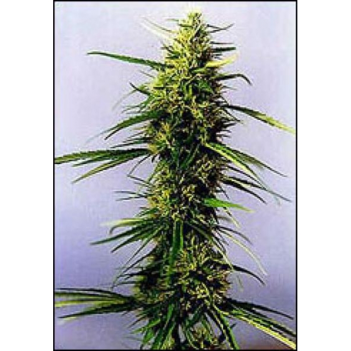 KC 36 Feminized Marijuana Seeds