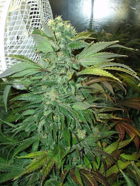 KC 45 Feminized Marijuana Seeds