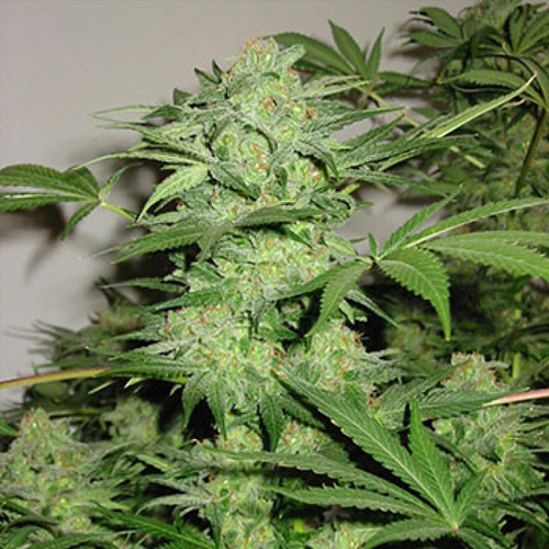 Northern Light Special Regular Cannabis Seeds