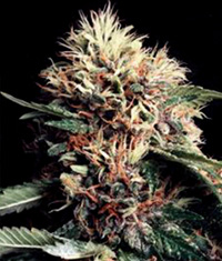 Ketama Regular Cannabis Seeds