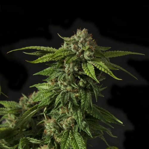 Khufu Regular Cannabis Seeds