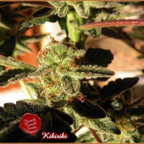 Kikiriki Regular Cannabis Seeds