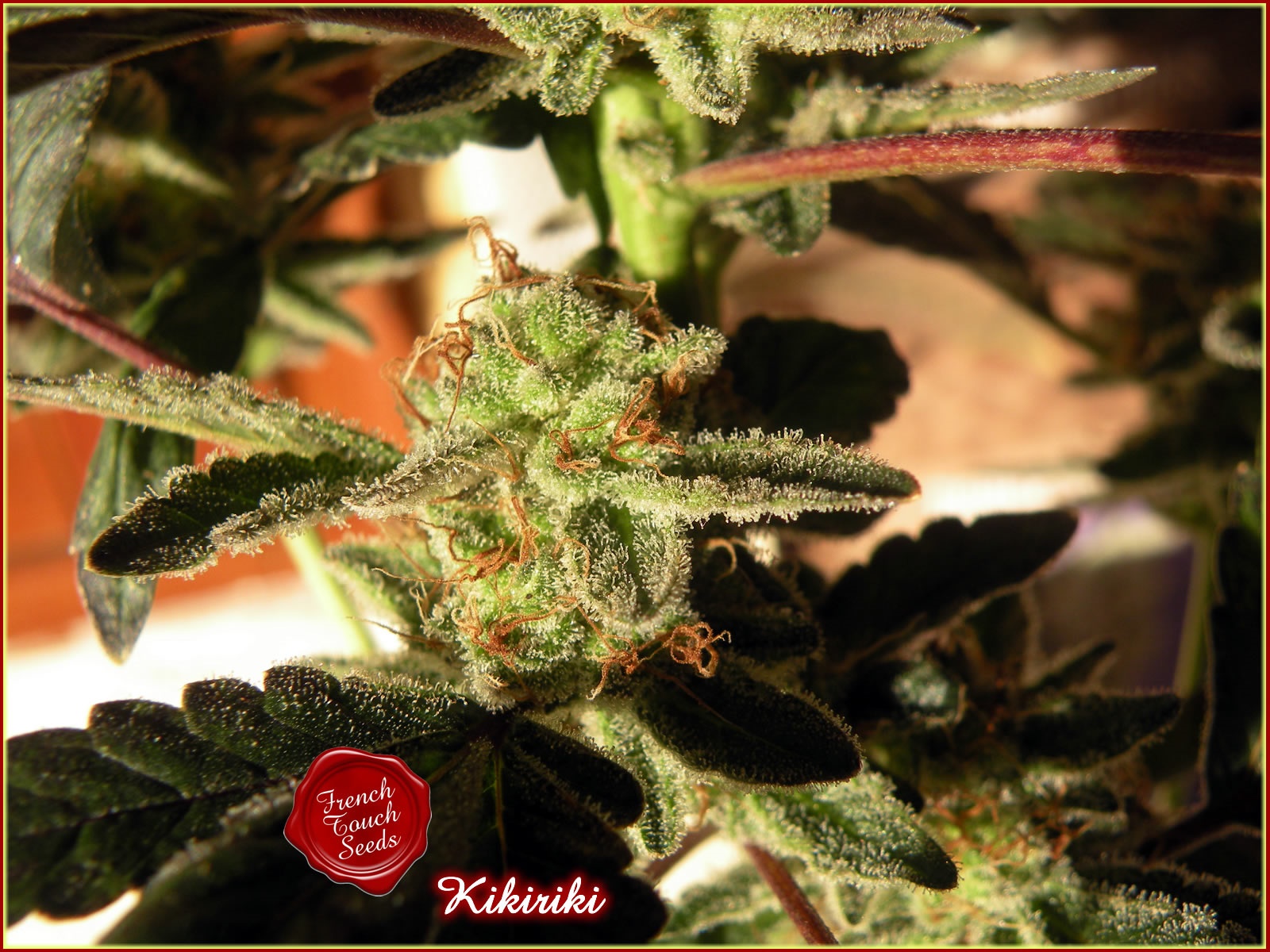 Kikiriki Regular Cannabis Seeds