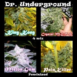 Surprise Killer Mix Feminized Marijuana Seeds