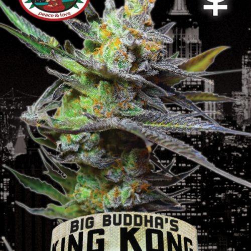 King Kong Feminized Marijuana Seeds