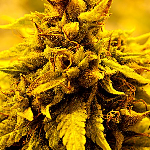 Kopasetic Kush Feminized Marijuana Seeds