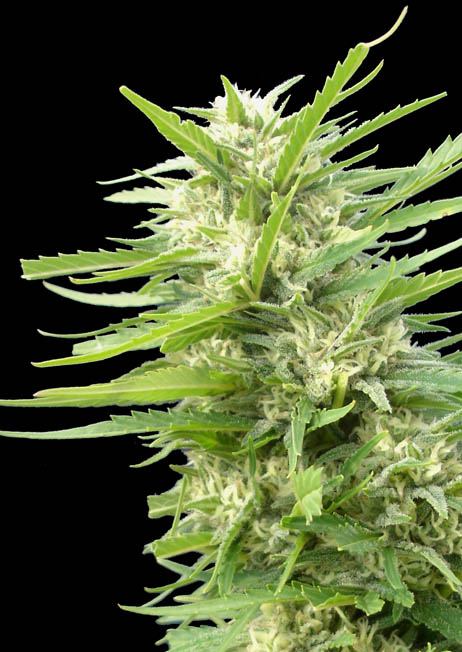 Kritikal Bilbo x AK-47 Feminized Marijuana Seeds