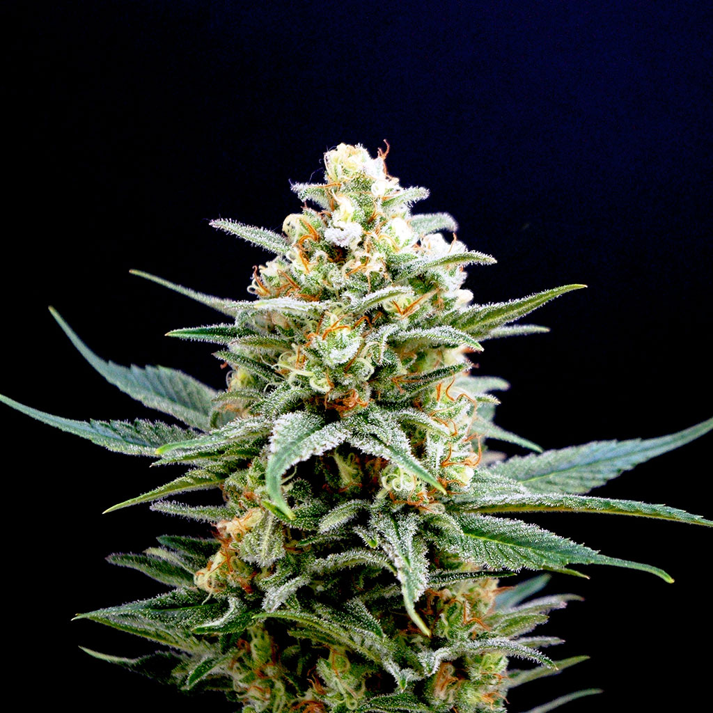 Kritikal-K Feminized Marijuana Seeds
