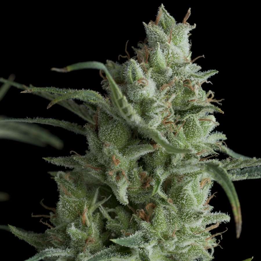 Kryptonite Feminized Marijuana Seeds