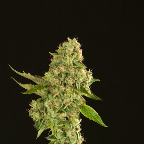 Kuchi Regular Cannabis Seeds
