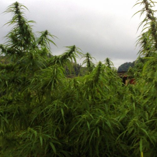 Kumaoni Regular Cannabis Seeds
