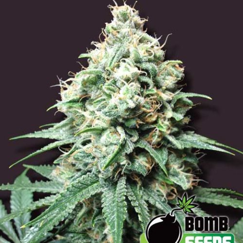 Kush Bomb Feminized Marijuana Seeds