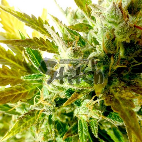 Kush Van Stitch Autoflowering Feminized Marijuana Seeds