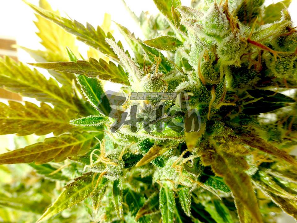 Kush Van Stitch Autoflowering Feminized Marijuana Seeds