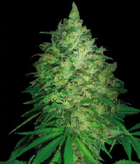 S. Africa Kwazulu Regular Cannabis Seeds