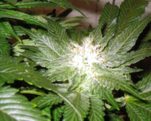 La Blanca Feminized Marijuana Seeds