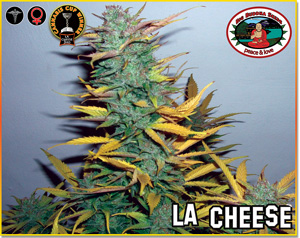 L.A. Cheese Feminized Marijuana Seeds