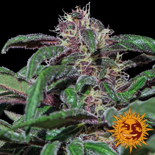 Ayahuasca Purple Feminized Marijuana Seeds