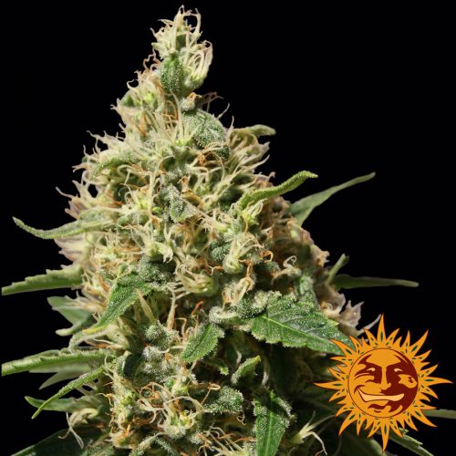 Peppermint Kush Feminized Marijuana Seeds