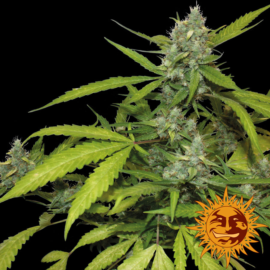 Sweet Tooth Auto Feminized Marijuana Seeds