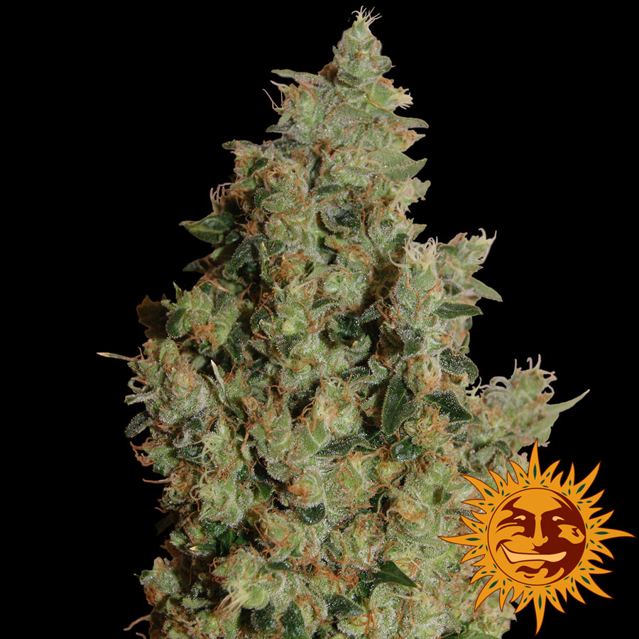 Tangerine Dream Feminized Marijuana Seeds