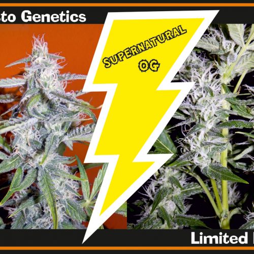 Auto Supernatural OG Feminized Marijuana Seeds