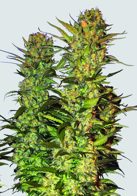 Lithium OG Kush Feminized Marijuana Seeds