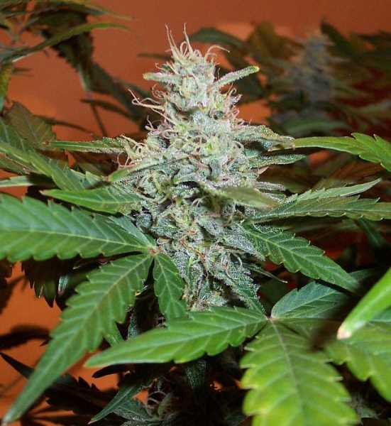 BC Lowryder #2 Feminized Marijuana Seeds
