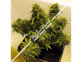 Joint Doctor's Lowryder Mix Autoflowering Regular Cannabis Seeds