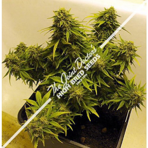 Joint Doctor's Lowryder Mix Autoflowering Feminized Marijuana Seeds