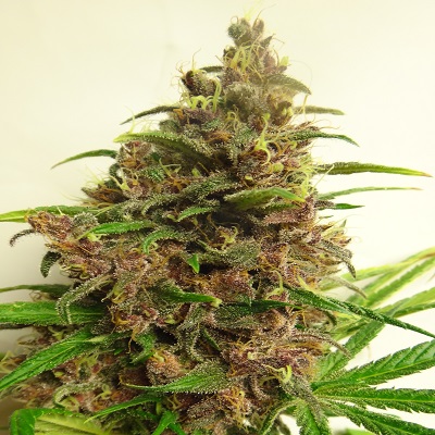 Malawi x PCK Feminized Marijuana Seeds