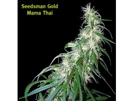 Mama Thai Regular Cannabis Seeds