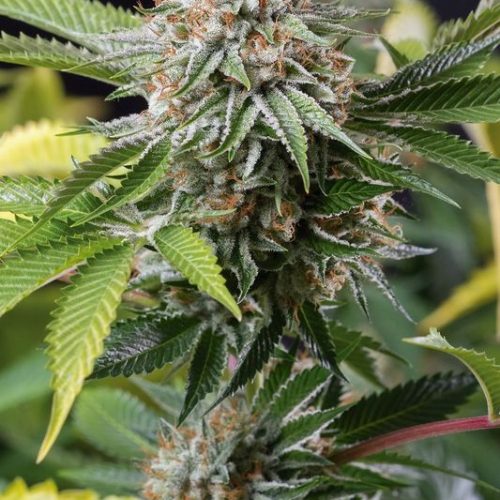 Mango Sapphire Feminized Marijuana Seeds