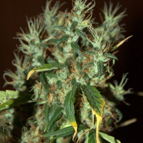 CBD Mango Haze Feminized Marijuana Seeds