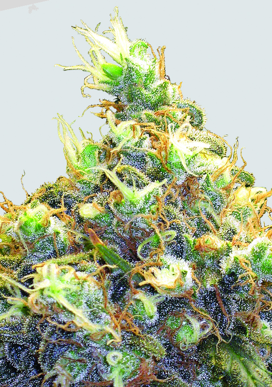 Mango Skunk Feminized Marijuana Seeds