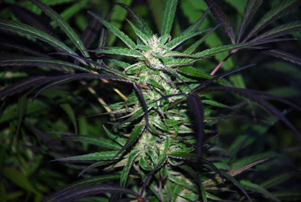 Mangobiche Kush Regular Cannabis Seeds