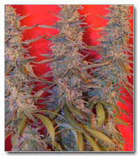 Purple Maroc Feminized Marijuana Seeds