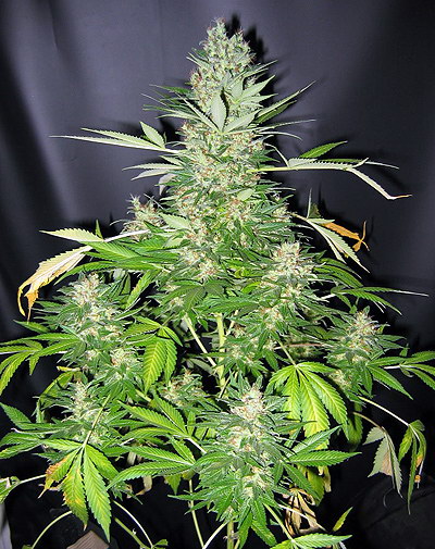 Master Kush Skunk Regular Cannabis Seeds