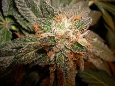 Mastodon Kush Feminized Marijuana Seeds