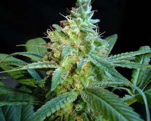 Mataro Blue Feminized Marijuana Seeds