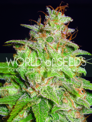 Mazar x White Rhino Feminized Marijuana Seeds