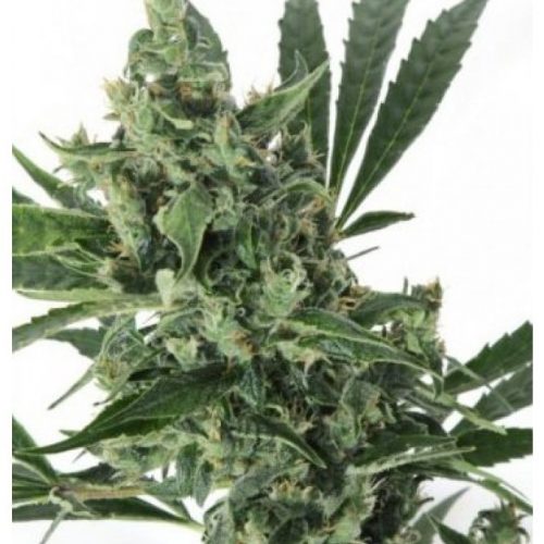CBD Med Gom Autoflowering Feminized Marijuana Seeds
