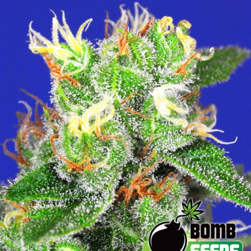 Medi Bomb #2 Feminized Marijuana Seeds
