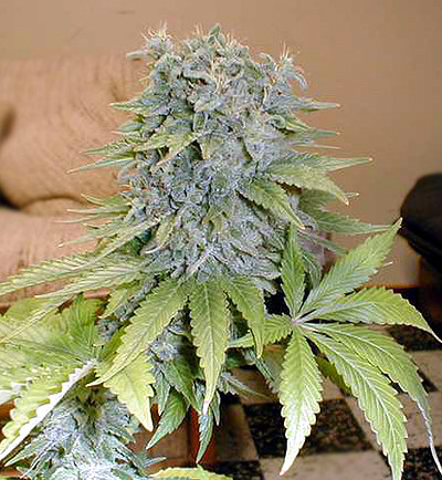 Medicine Man Regular Cannabis Seeds