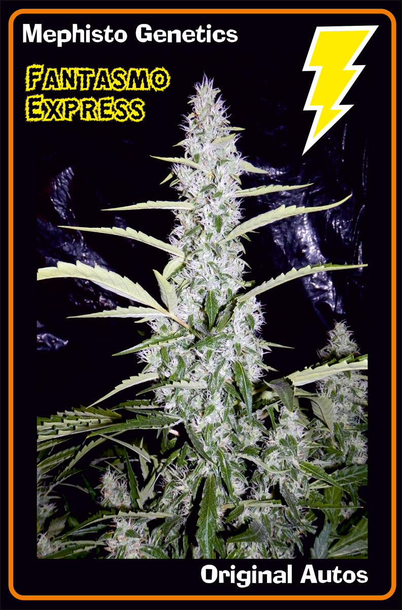 Auto Fantasmo Express Feminized Marijuana Seeds