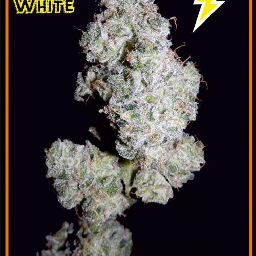 Auto Walter White Feminized Marijuana Seeds