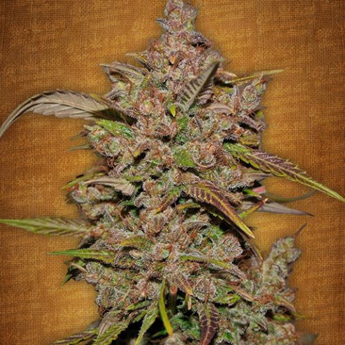 Crystal METH Autoflowering Feminized Marijuana Seeds